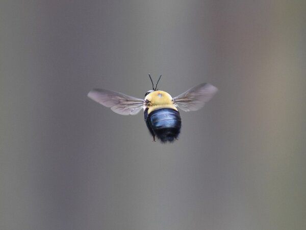 Flying carpenter bee