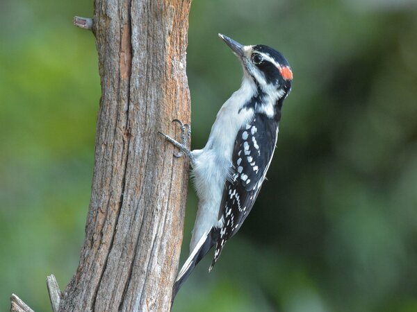 Hairy woodpeckers like this one like to peck on houses