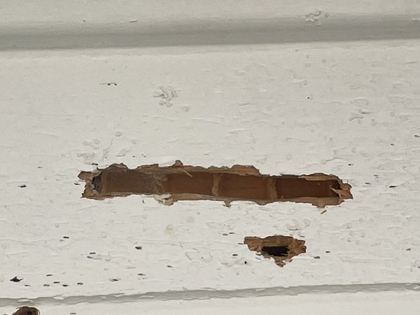 Woodpecker damage on a house caused by it going after bee larvae