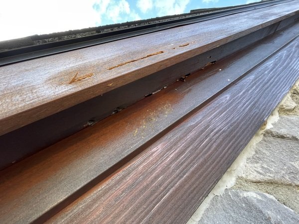 Woodpecker damage on the facia with yellowish carpenter bee excrement on the board below
