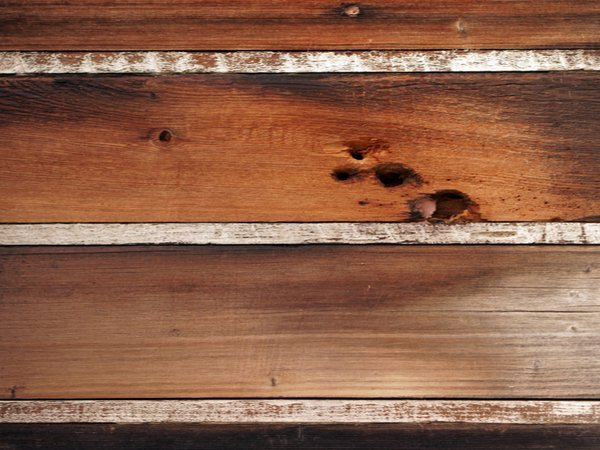 Woodpecker holes that need repairing
